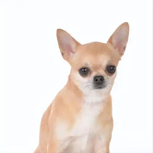 吉娃娃犬的优缺点(7大优点和6大缺点介绍)_爱知识