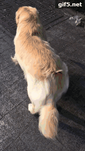 借朋友家的金毛出去遛弯,结果好好的金毛就这样毁了.