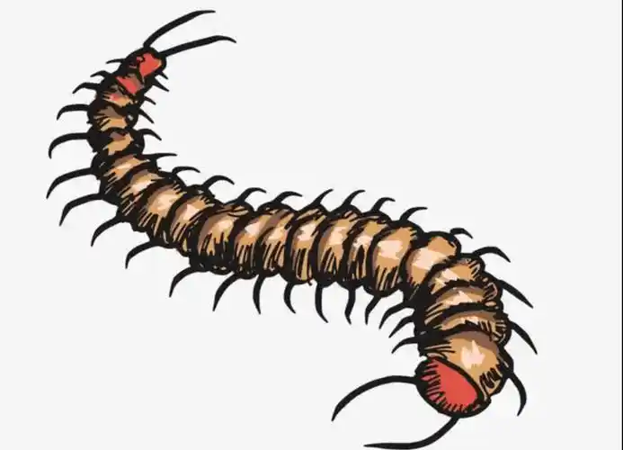 原创为什么身为五毒之一的蜈蚣毒不死公鸡你恐怕不知道公鸡的段位