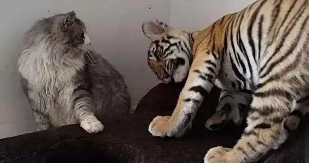 把猫和老虎一起养后,老虎竟变成这个样子