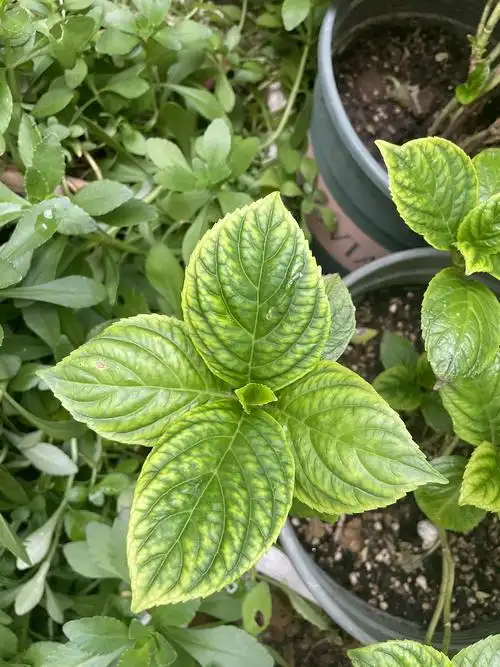 绣球新叶子边缘发黄,大家帮我看看是怎么了