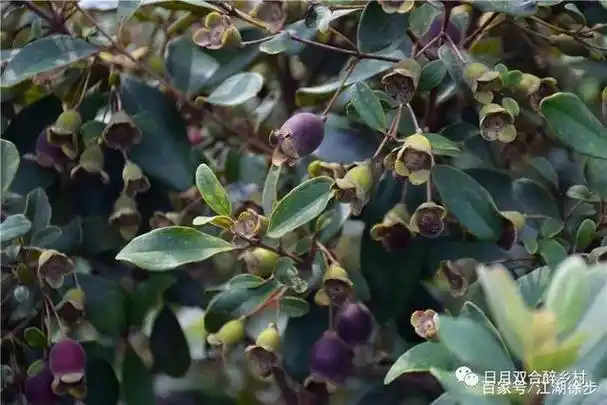 又到山稔成熟时间,到鹤山乡村找回童年回忆!