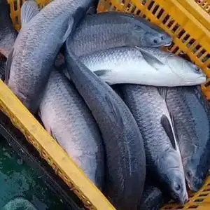 青混鱼苗鱼苗鱼苗淡水优质鱼苗螺丝养殖黑鲩鱼苗黑螺x丝青草l