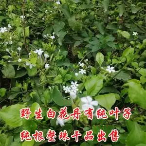 野生新鲜白花丹根 白花丹纯叶子一见消根百花丹根白雪花500克包邮