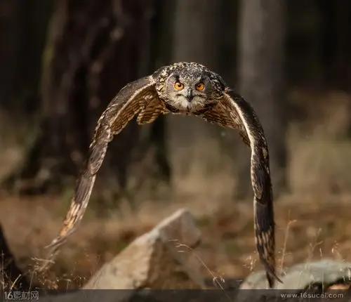 翅膀向下飞翔的猫头鹰高清摄影图片