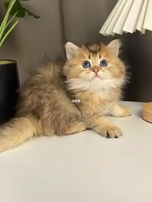 长毛25色金渐层弟弟已售