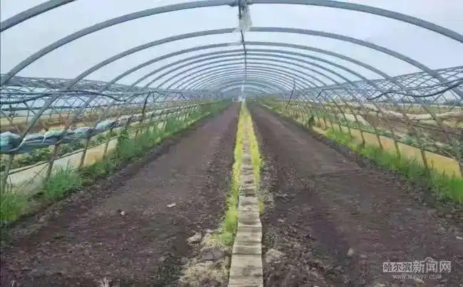 顺手生产上等有机肥丨小蚯蚓"串"起循环农业产业链|水稻|养殖|牛粪