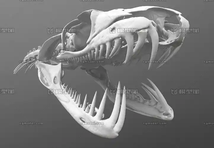 3d扫描蛇头精细骨骼