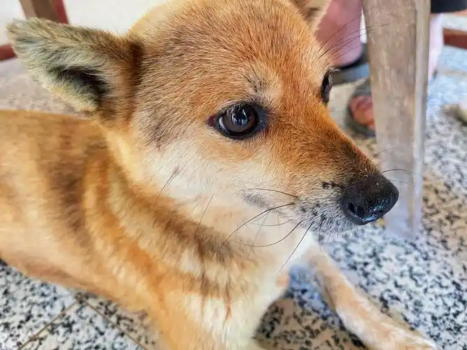 邻家的狐狸串中华田园犬希望颜值担当