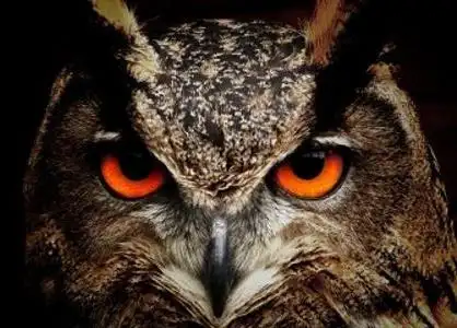 十大恐怖动物之一:猫头鹰
