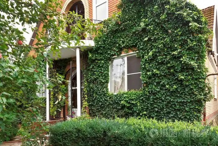 带绿色的常春藤宪法房子的正面