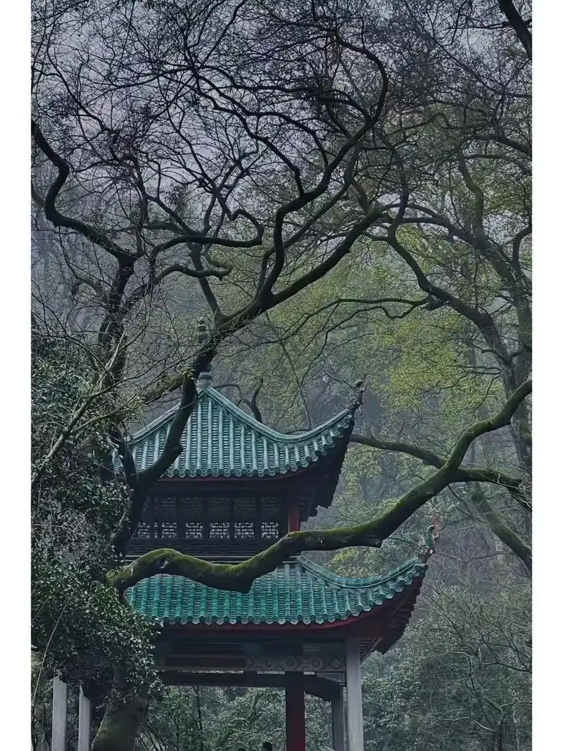 麓山之巅的高净值