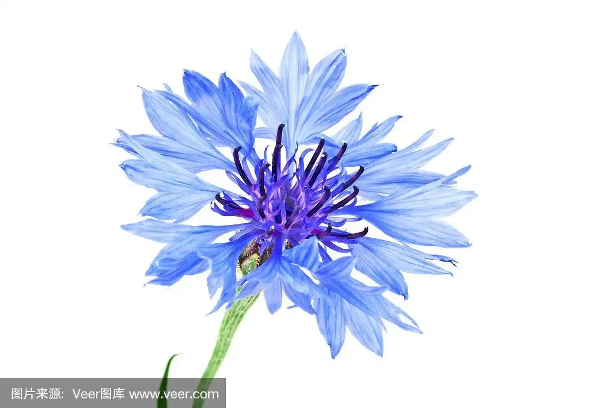 蓝色矢车菊-矢车菊,白色背景