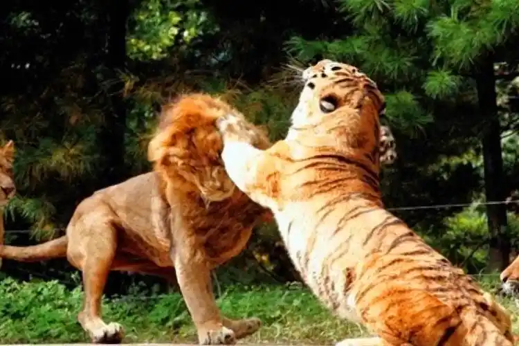 精彩的狮虎斗老虎狮子的巅峰对决爱宝乐园的16强vs虎飞4