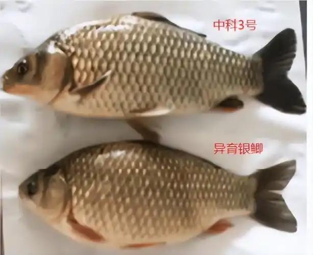 野生鲫鱼多少钱一斤鲫鱼有几种
