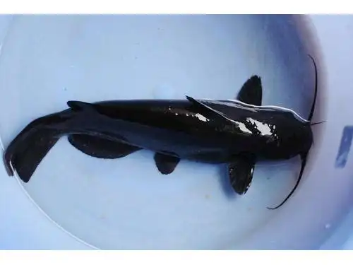 肚皮是白色的,我妈妈带回来的时候说不是鲶鱼,是一种挺高档的鱼,叫黑