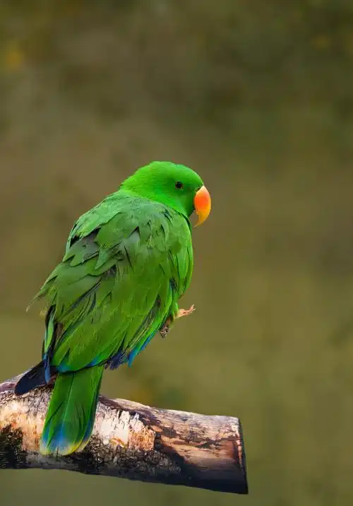绿色羽毛的鹦鹉图片第10张