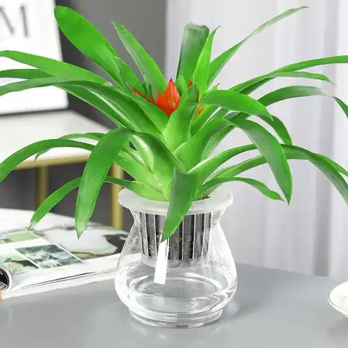 回固水培植物绿萝盆栽办公室内易活水养绿植绿箩视频