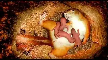 松鼠妈妈生娃,生到一半直接睡着了