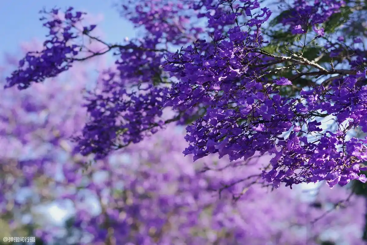蓝花楹又名蓝雾树,是南半球独有的树种,每到夏天开始绽放
