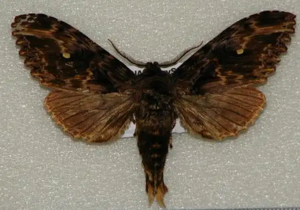 舟蛾(昆虫纲鳞翅目的动物))_石塘网