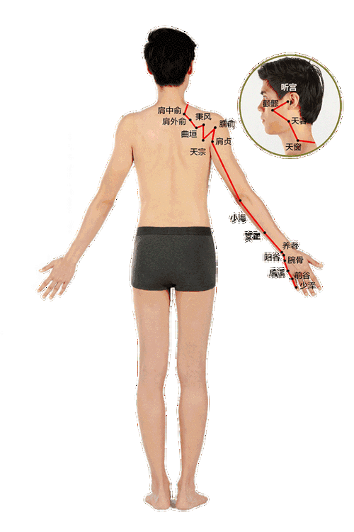 会分清降浊的小肠经