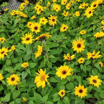 寿禾 玩具熊向日葵种子盆栽葵花籽 矮生观赏向日葵苗 6棵【株高30