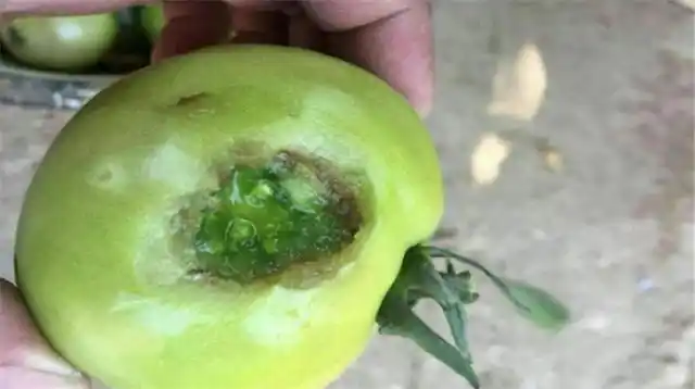 番茄发生筋腐病怎么办?管理措施做到位,番茄品相佳产量高