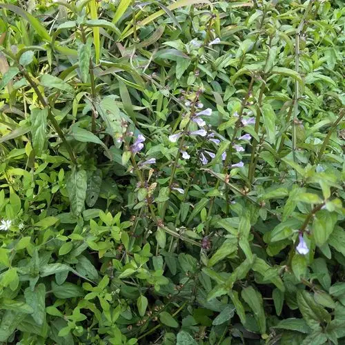 现采中草药新鲜野生半枝莲500g 四条棱 四方草并头草配白花蛇舌草