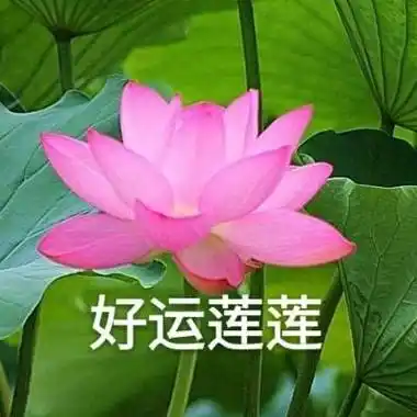 微信头像图片2020荷花带字系列荷花带字微信头像高清大全集