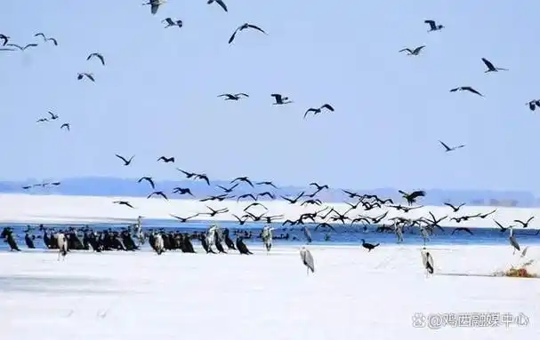 关注鸡西兴凯湖观鸟周启幕在即往返仅需30元