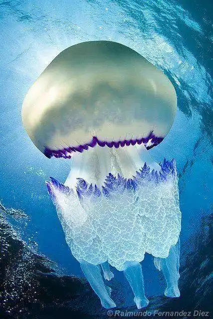 深渊海底拍下来的 !不敢想象这样子的_网易订阅