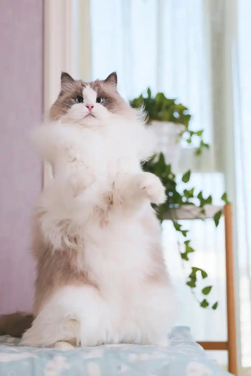 斗鸡眼的布布出来卖萌了.#布偶猫 #宠物摄影 #图文伙伴计划 - 抖音