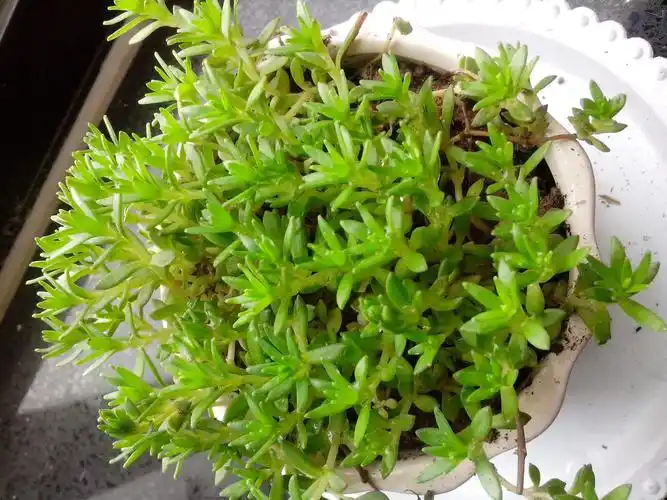 中药垂盆草功效和作用