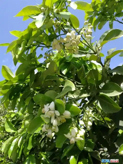 广汉市第二届柚子花养生季开幕_德阳频道_视点新闻_四川在线