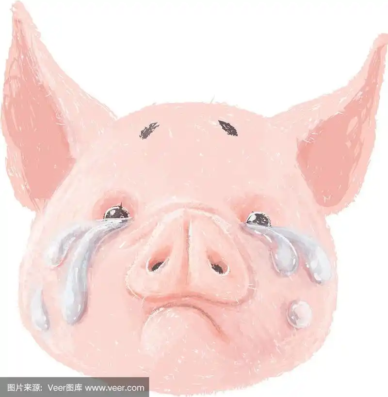 可爱的小猪性格就是哭闹的可爱小