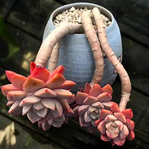 多肉红粉佳人人小老桩植物纯露一物一拍桩子多肉植物