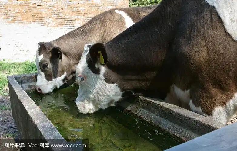干渴的牛在水槽里饮水