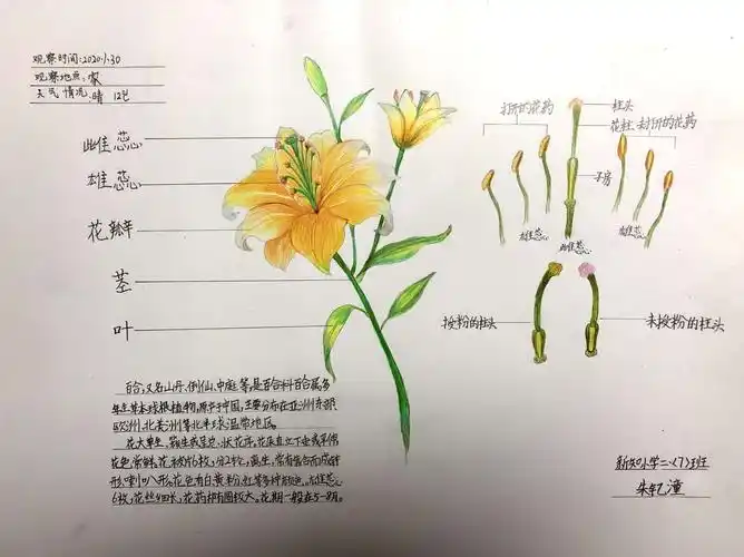 西安新知小学 二年级自然笔记 优秀作品展