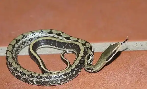 黑眉锦蛇能养出感情吗?答案令人意外!