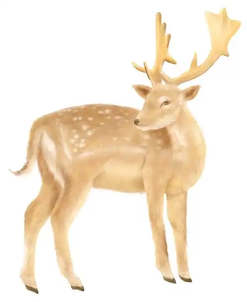 梅花鹿写实插画