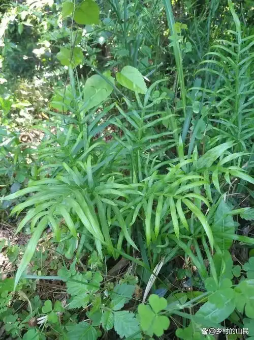 凤尾草,可以当绿植盆栽,观赏性很好,还有药用价值