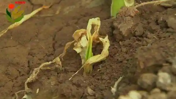 大蒜细菌性软腐病