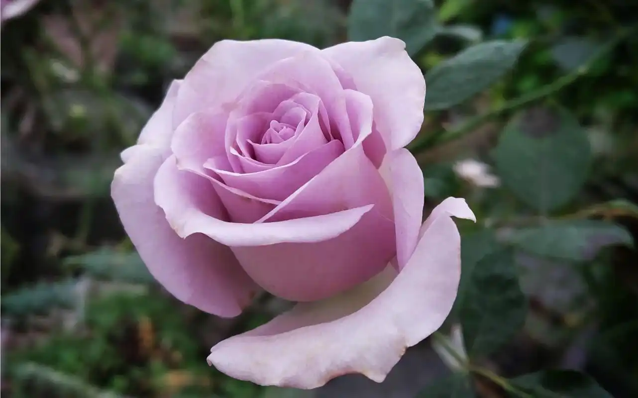 蓝紫色月季系列海洋之歌切花月季