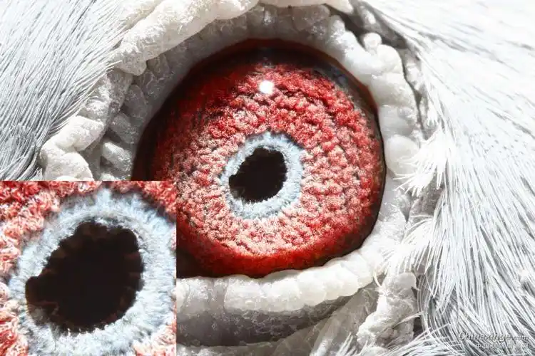 来一组高级沙眼种鸽