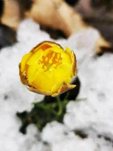 阴历2月19日是观音菩萨出生日,在千山里路边看见美丽的冰凌花(冰雪莲)