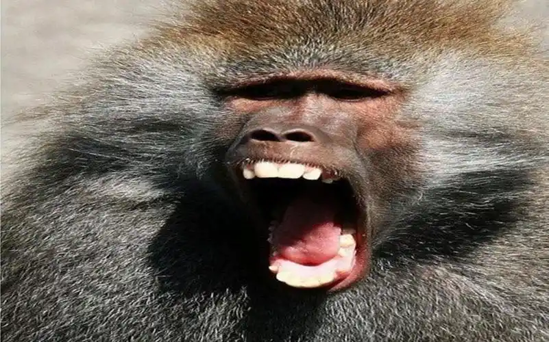 活动作品诡秘之主勾指起誓卷毛狒狒快进来