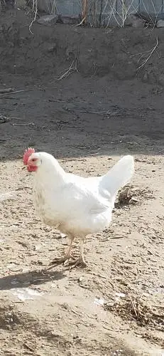那山那村,白家大院,还有一些小母鸡