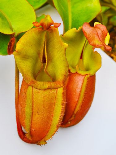 维奇猪笼草 小虫草堂食虫植物实生苗盆栽高地低地食虫草稀有奇趣