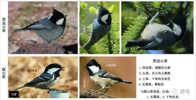 上体褐,下体棕红的山雀白眉山雀体小(13厘米),头顶黑,眉纹白,显著.